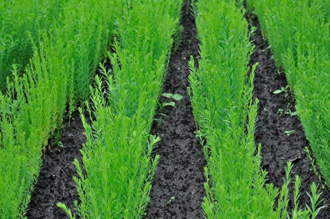 Common flax (Linum usitatissimum), Linseed in field