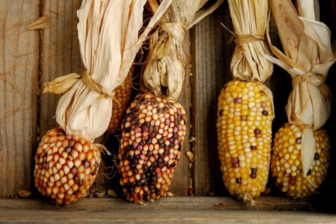 OrnamentCorn (Zea mays), butt