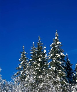 Conifers in winter, Bernese Oberland, Canton of Bern, Switzerland, Europe