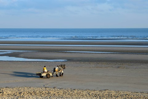 Horse fishermen on their way to fish for Brown shrimp (Crangon crangon), Koksijde, North Sea coast,