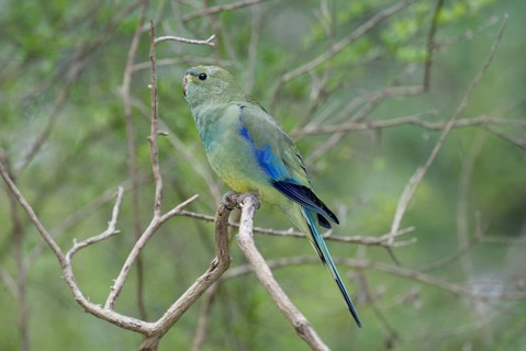 Elegant parrot (Neophema elegans), lateral, side