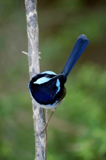 Superb Fairy-wren (Malurus cyaneus), male, Australia, Lasurstaffelschwanz, maennlich, Australien,