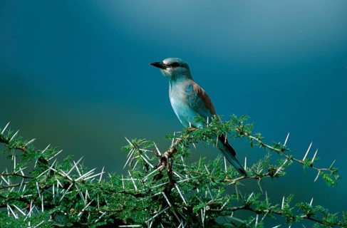 European Roller (Coracias garrulus), Tanzania, european roller, Tanzania, Europe, animals, birds,