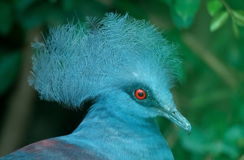 Blue Crowned Pigeon (Goura cristata), Blauschopf-Krontaube, Krontaube