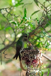 Broad-billed Hummingbird (Cynanthus latirostris), female feeding chicks at nest, Arizona, USA,
