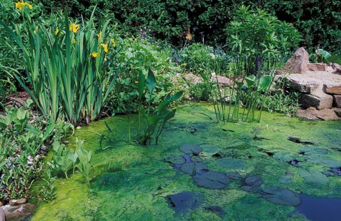 Garden pond with green algae, Germany (Chlorophyta) /