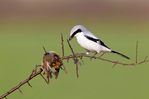 Great Grey Shrike, with captured Robin, Lower Saxony, Germany (Lanius excubitor)