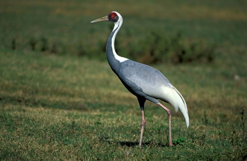 White-naped crane (Grus vipio), lateral
