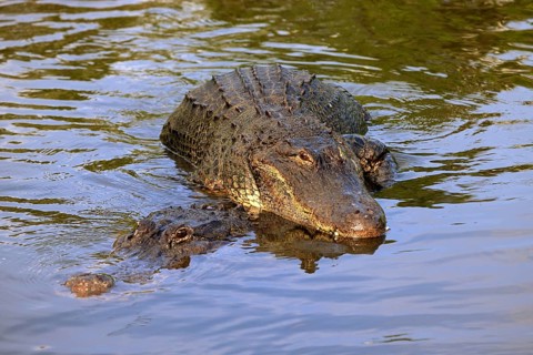American alligator (Alligator mississippiensis), pair, mating, Florida, USA, North America