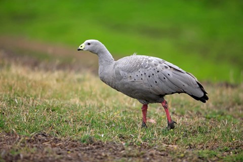 Cereopsis Goose (Cereopsis novaehollandiae), Australia, side, Oceania