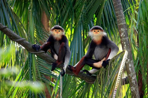 Red-shanked Douc (Pygathrix nemaeus) Langurs
