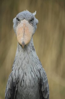 Shoebill (Balaeniceps rex), portrait, view, frontal, Balaenicipitidae, copepods, Pelecaniformes,