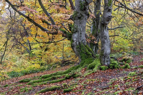 Old copper beeches (Fagus sylvatica) in the Hutewald Halloh, Hesse, Lower Saxony