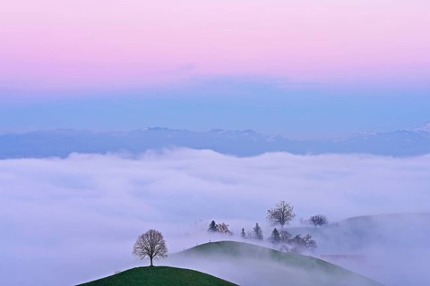 Trees in drumlin landscape shrouded in fog, in the light of the blue hour, Hirzel, Canton Zurich,