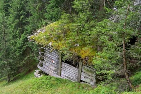 Dilapidated hut with trees on the roof, moss in Passeier, South Tyrol, Italy, Europe
