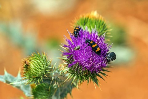 Common bee beetle (Trichodes apiarius), sitting on flowering thistle, Provence, France, Europe