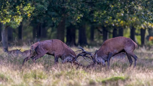Red deer (Cervus elaphus), rutting fight of two capital stags in a meadow, Zealand, Denmark, Europe