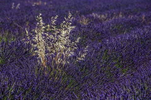 Oat (Avena) standing among flowering common lavender (Lavandula angustifolia) near Valensole,