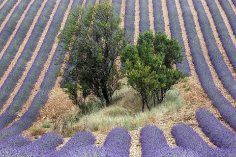 Trees in lavender field, flowering true lavender (Lavandula angustifolia), D56, between Valensole