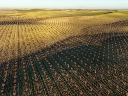 Cultivated young Almond Trees (Prunus dulcis) in the Campiña Cordobesa, the fertile rural area