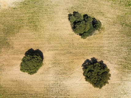 Holm Oaks (Quercus ilex) in a field, aerial view, drone shot, Almería province, Andalusia, Spain,