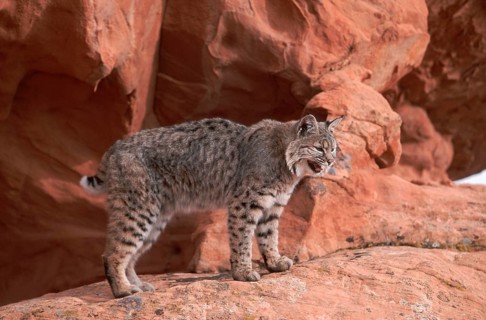Bobcat (Lynx rufus), side