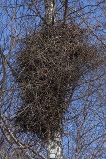Eurasian magpie (Pica pica), common magpie, bulky nest made of twigs in birch tree in the breeding