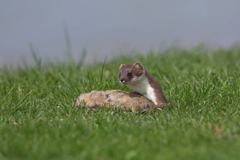 European Stoat, Ermine (Mustela erminea) with killed European Ground Squirrel (Citellus citellus),