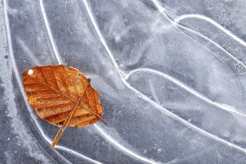 Autumn leaf of European Beech (Fagus sylvatica) on ice of frozen pond in winter