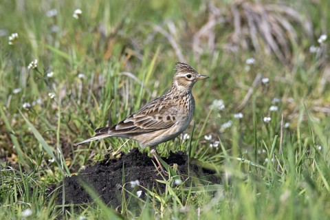 Eurasian skylark (Alauda arvensis) standing on molehill in field, meadow with raised crest on head