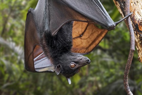 Lyle's flying fox (Pteropus lylei) native to Cambodia, Thailand and Vietnam hanging upside down and