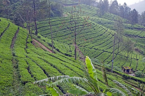 Indonesian terraced tea plantation on the slopes of the Mount Gede, Gunung Gede volcano, West Java,