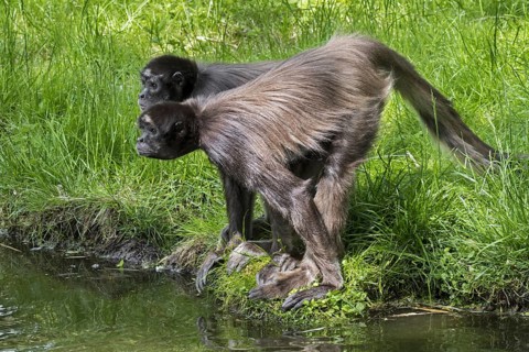 Two brown spider monkeys, variegated spider monkey (Ateles hybridus) at riverbank, native to