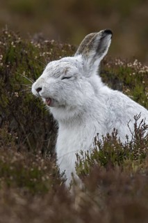 Close-up of mountain hare (Lepus timidus), Alpine hare, snow hare in white winter pelage yawning in