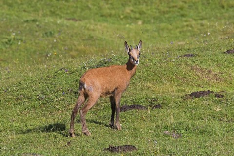 Chamois (Rupicapra rupicapra) young, kid in summer on mountain meadow, Alpine pasture in the