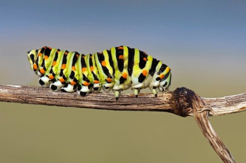 Old World Swallowtail (Papilio machaon) caterpillar, Lorraine, France, Europe
