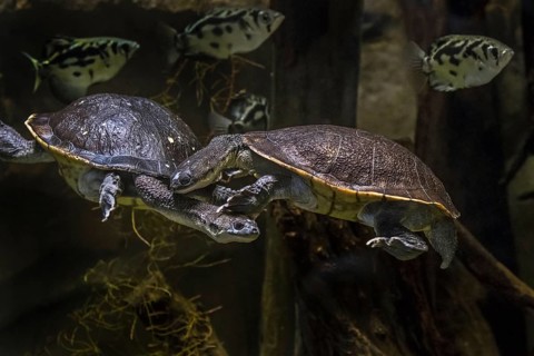 Couple of Roti Island snake-necked turtles, McCord's snakeneck turtle (Chelodina mccordi) swimming