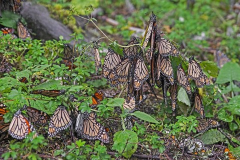 Monarchs, monarch butterflies (Danaus plexippus) overwintering at the Monarch Butterfly Biosphere