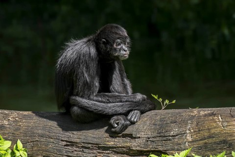 Colombian spider monkey (Ateles fusciceps rufiventris) native to Colombia and Panama