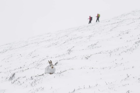 Mountain hare (Lepus timidus), Alpine hare, snow hare in white winter pelage and hikers in the