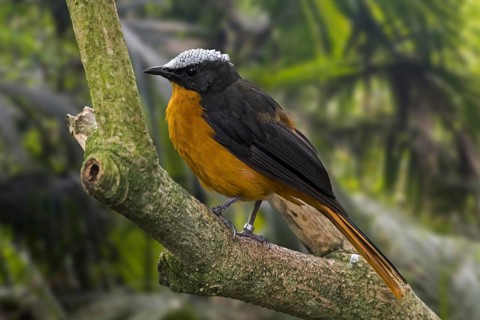 Snowy-crowned robin-chat (Cossypha niveicapilla), snowy-headed robin-chat perched in tree, native