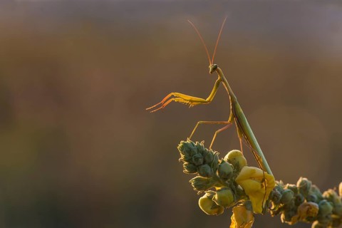 European Mantis or Praying Mantis (Mantis religiosa), Burgenland, Austria, Europe