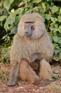 Yellow Baboon (Papio cynocephalus), Ngorongoro Conservation Area, Tanzania, Africa