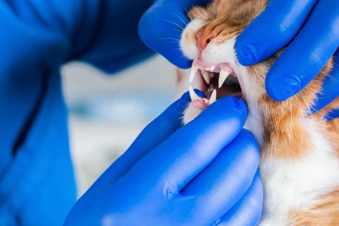 Examination of the cat's mouth and teeth. Veterinary medicine concept. Fat ginger cat.