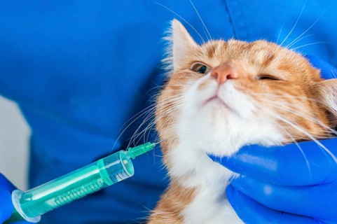 Image of a ginger cat at the time of vaccination. Veterinary medicine concept.
