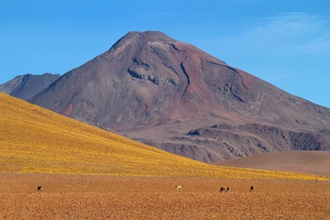Vicunias (Vicugna vicugna) (Llama vicugna), Vicuna, Altiplano, Chile, South America