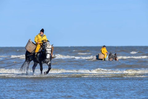 Horse fishermen catching Brown shrimp (Crangon crangon), Koksijde, North Sea coast, province of