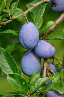 Ripe Plums (Prunus domestica) hanging on the tree, near Bühl, Rastatt district, Black Forest,