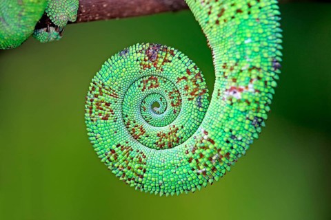 Panther Chameleon (Furcifer pardalis), male, tail, Madagascar, Africa