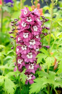 Larkspur (Delphinium)
